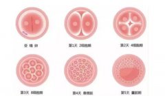 试管鲜胚、囊胚和冻胚移植选择的优缺点