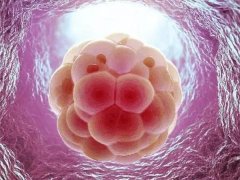 揭秘试管新篇章：囊胚VS孵化囊胚，哪个更利于成功移植？