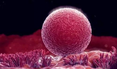 移植囊胚生'男'孩几率真的高吗？专家解析真相！
