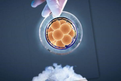 D5冻胚要移植成功，两个关键问题要注意