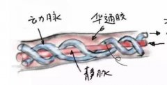 如何让脐动脉sd值下降?解决脐动脉sd偏高方法盘点