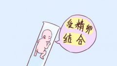 试管长方案和短方案之间的区别是什么？