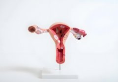 内膜薄芬吗是什么药?我们该如何吃内膜薄芬吗?