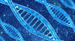 泰国供精试管要生龙凤胎，是由什么因素决定的？