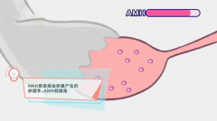 AMH值：卵巢健康的“晴雨表”！低值原因是什么？