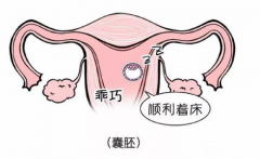 胚胎安家攻略：轻松掌握，让着床不再是难题！