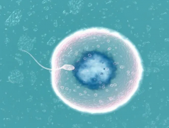 精子质量不佳？揭秘其对试管胚胎的“隐形挑战”！