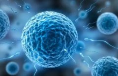 试管移植后胎停的几率是多少?试管移植后胎停怎么办?