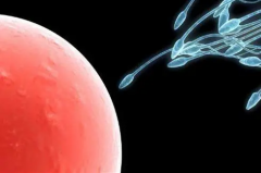 试管的精子标准：数量多还不够，质量才是硬道理！