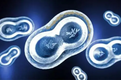 试管移植前，定君生的奥秘：为何成为关键助力？