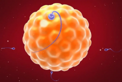 试管单胎容易早产？并不会增加早产率！