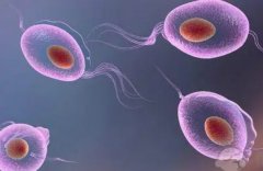 卵泡不长怎么办?打了夜针卵泡还会长吗?