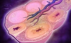 想要试管成功率高?必须知道囊胚和鲜胚分别是什么?