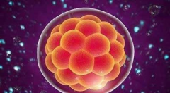 什么是试管囊胚移植？第五条能不能测出怀孕？