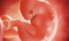 什么是黄卵囊？怀孕40天可见黄卵囊代表什么？