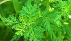 影响胎儿正常发育，青蒿可能带来的四大危害