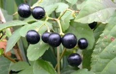 生吃龙葵果对孕妇有什么影响?孕妇想吃龙葵果怎么办?