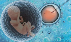 三代试管：取8-12个卵子最理想，过多取卵或增加出血等风险