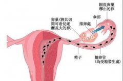 大连输卵管堵塞医院试管指南，综合考虑效果和价格因素