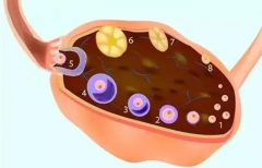抗卵巢抗体阳性？还能不能通过试管技术助孕？