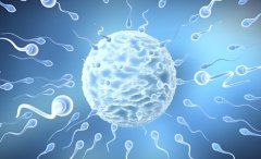 优势卵泡是什么意思?怎样提高优势卵泡的数量?