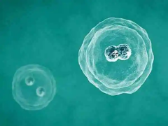 冻囊胚移植是否成功怎么判断？5-7天可能出现受孕反应