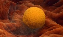 卵黄囊一直没有怎么办?卵黄囊50天了还没有是失败了吗?