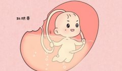 什么是试管移植鲜胚？试管移植的注意事项