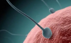  试管费用全知晓：医疗与生活成本一网打尽！