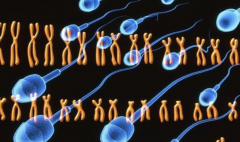 美国试管费用全透明公开，详尽试管流程一站式概览！