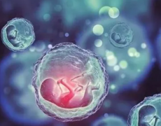 试管成功率究竟有多高？最新数据揭示答案