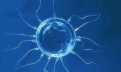 揭秘试管失败元凶：卵子质量扮演何种角色？