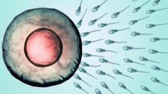 试管前输卵管结扎，能否完全避免宫外孕？