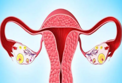 基础卵泡多与生育力的关系，试管前必须了解！