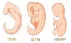试管婴儿诞生之旅：揭秘从受精到妊娠的每一步治疗过程