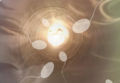 做供精试管的时间周期及阶段分析