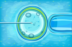 试管：单胎与多胎生育几率大揭秘，单胎成功率深度剖析