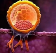 上海供卵试管医院排行榜揭晓，如何选择合适的供卵试管医院？