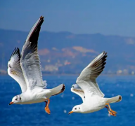 Y染色体缺失：试管成功率的挑战与受孕障碍解析