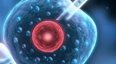 <b>试管胚胎质量最优选择及评估方式大揭秘！</b>