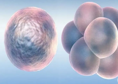 无窦卵泡难题破解：试管与多元治疗路径探索