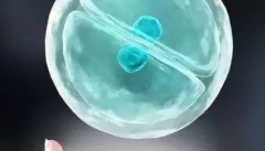 科学解析惠州三代试管：生男生女，哪个更常见？