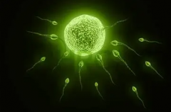 洛阳三代试管生'男'孩一次费用揭秘，全面了解不迷茫！