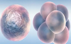 自然周期移植前饮食指南：四大类食物助您提升成功率！