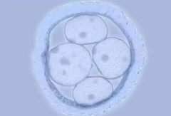 鲜胚、囊胚还是冻胚？试管选择全攻略！