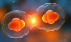 试管移植后饮食指南：海带排骨汤，助力着床新选择！