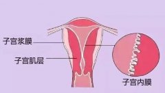 身体是革命的本钱！三级胚胎移植成功率与体质揭秘