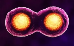 鲜胚选择严苛标准：解锁移植门槛，级别达标方获准入场！