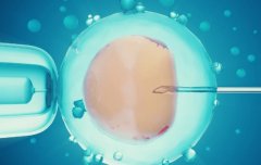 外界环境对囊胚分裂的影响，子宫内膜对囊胚分裂的影响