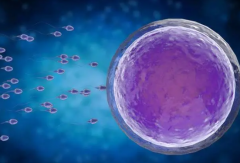 腺肌症试管的成功率及影响因素深度解析